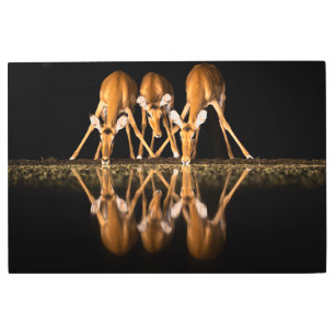 Three Impala Drink Together at Night Metal Print