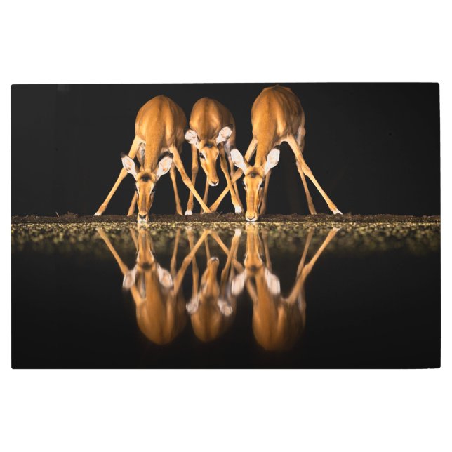 Three Impala Drink Together at Night Metal Print (Front)