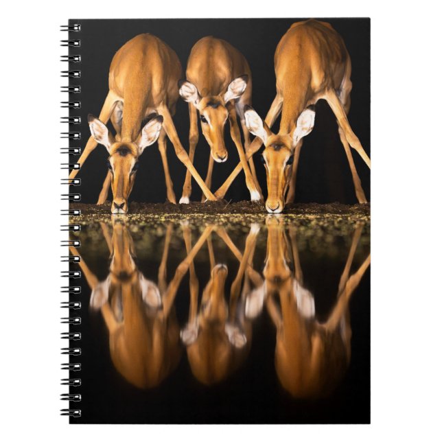 Three Impala Drink Together at Night Notebook (Front)