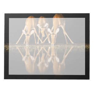 Three Impala Drink Together at Night Notepad