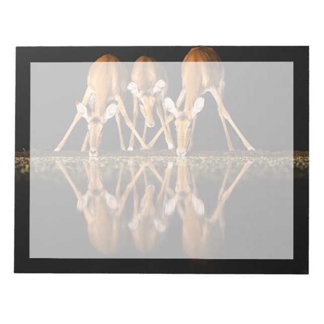 Three Impala Drink Together at Night Notepad (Front)