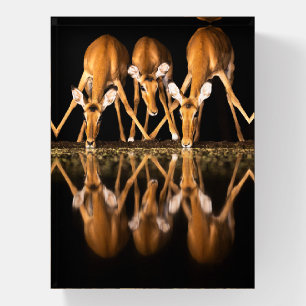 Three Impala Drink Together at Night Paperweight
