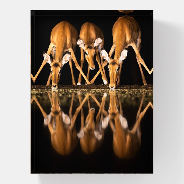 Three Impala Drink Together at Night Paperweight (Vertical)