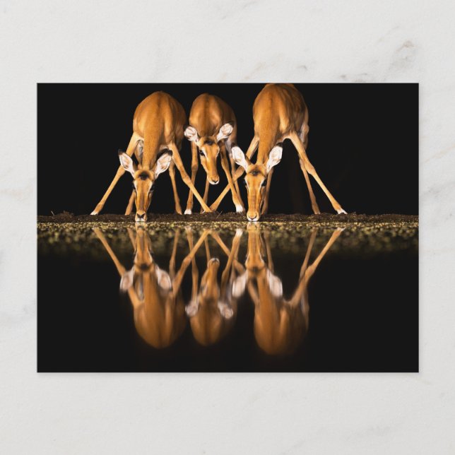 Three Impala Drink Together at Night Postcard (Front)