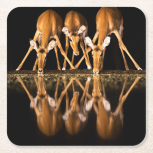 Three Impala Drink Together at Night Square Paper Coaster