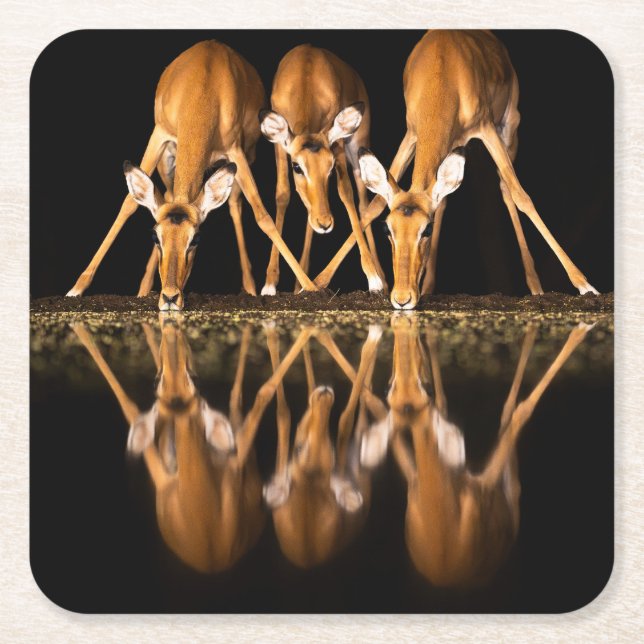 Three Impala Drink Together at Night Square Paper Coaster (Front)