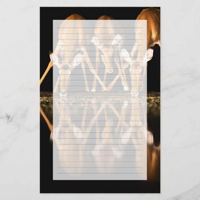 Three Impala Drink Together at Night Stationery (Front)