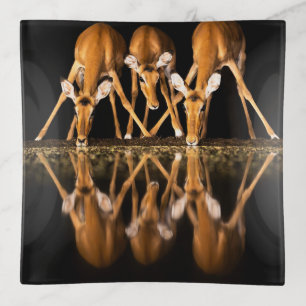 Three Impala Drink Together at Night Trinket Tray