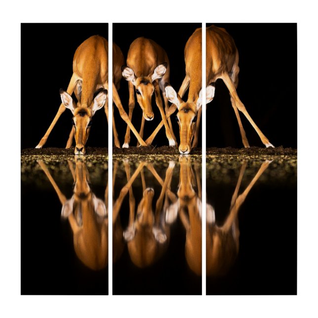 Three Impala Drink Together at Night Triptych (Front)