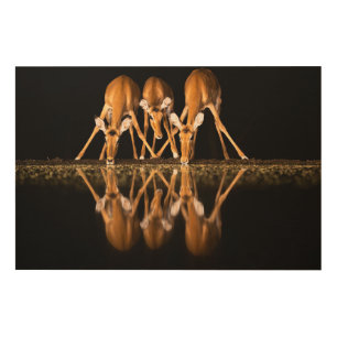 Three Impala Drink Together at Night Wood Wall Art