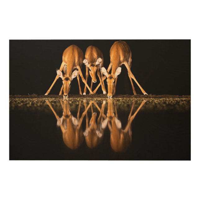 Three Impala Drink Together at Night Wood Wall Art (Front)