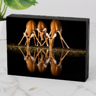 Three Impala Drink Together at Night Wooden Box Sign