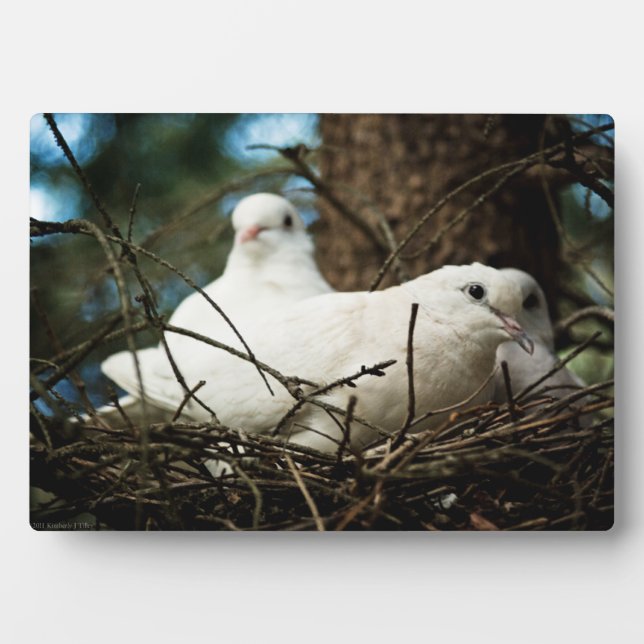 Three in a Tree Plaque (Front)