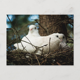 Three in a Tree Postcard