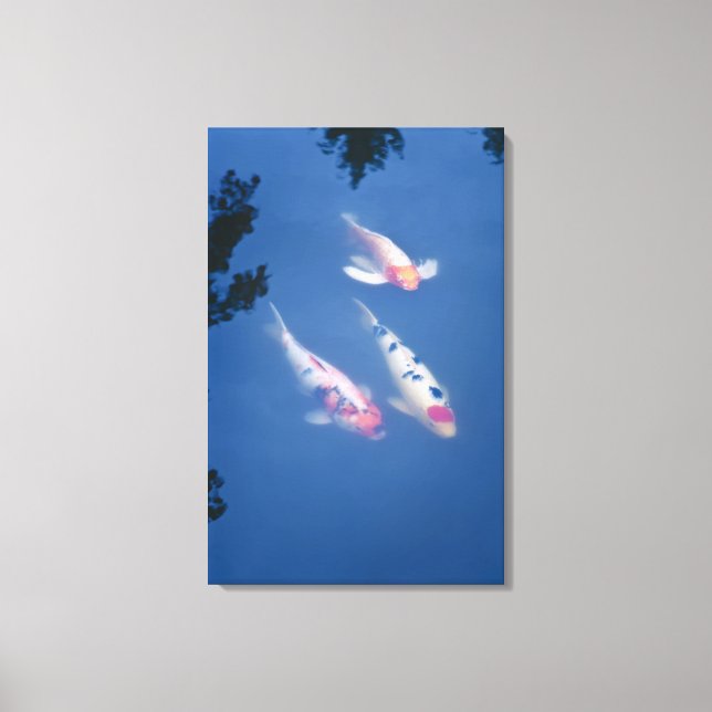 Three Japanese koi fish in pond Canvas Print (Front)