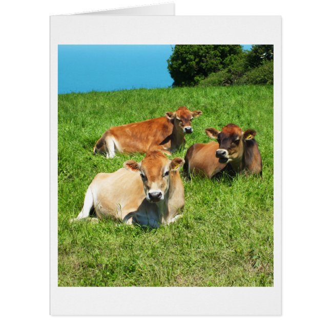 Three Jersey cows animal card (Front)