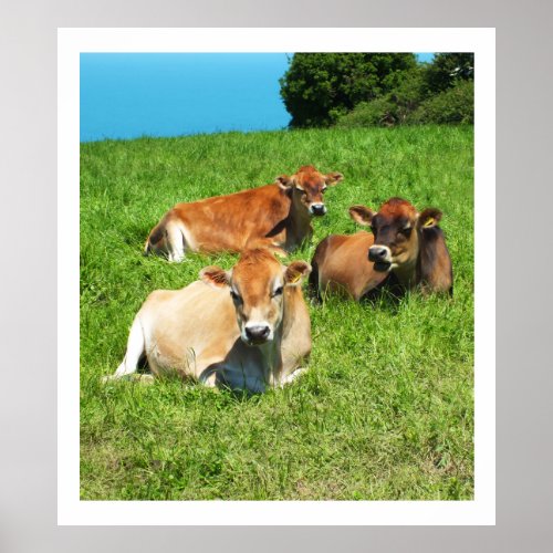 Three Jersey cows Poster