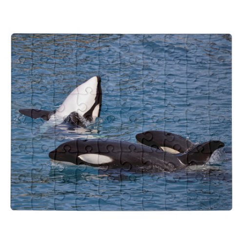 Three killer whales jigsaw puzzle