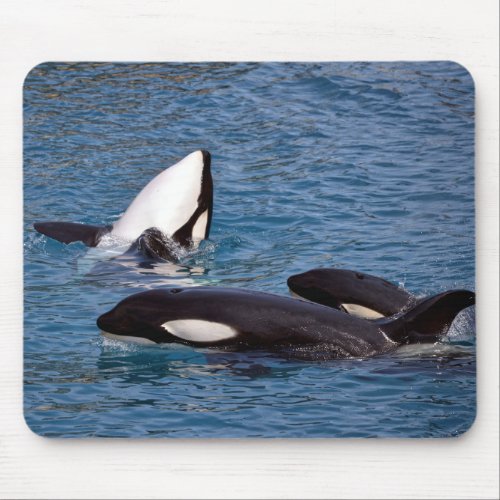 Three killer whales mouse pad