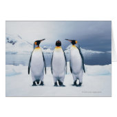Three King Penguins (Front Horizontal)