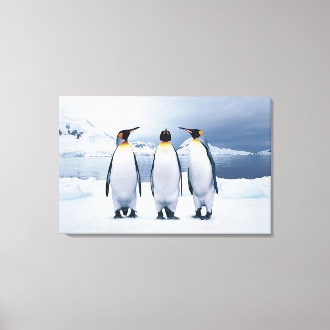 Three King Penguins Canvas Print (Front)