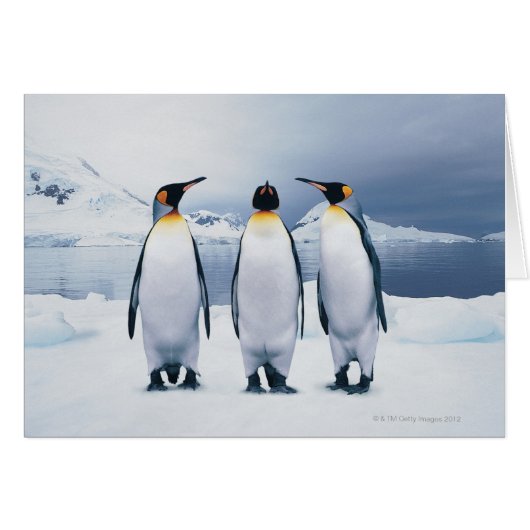 Three King Penguins Cards (Front Horizontal)