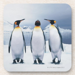 Three King Penguins Coaster