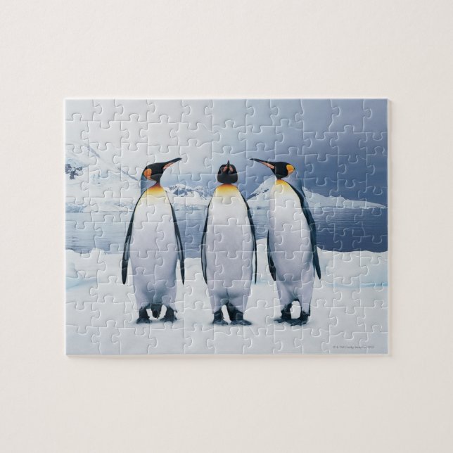 Three King Penguins Jigsaw Puzzle (Horizontal)