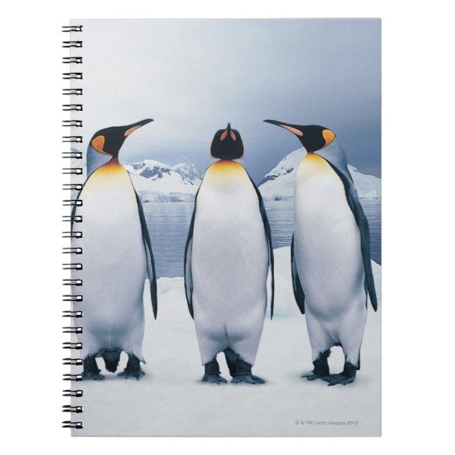 Three King Penguins Notebook (Front)