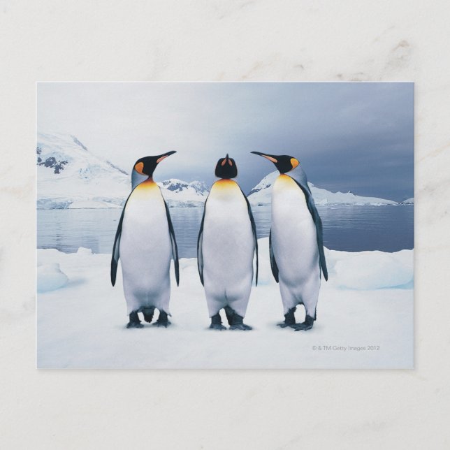Three King Penguins Postcard (Front)