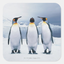 Three King Penguins Square Sticker
