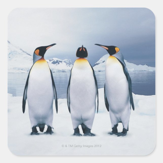 Three King Penguins Square Sticker (Front)