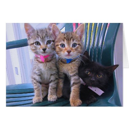 Three Kittens Card