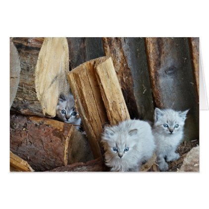 Three kittens in the woodshed card