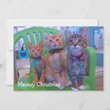 Three kittens Meowy