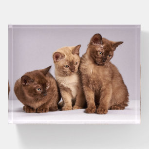 Three Kittens Paperweight