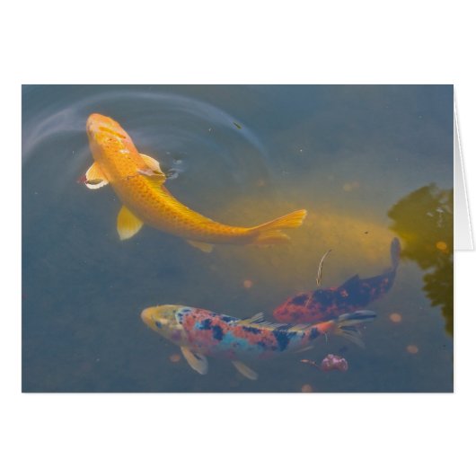 Three Koi Cards (Front Horizontal)