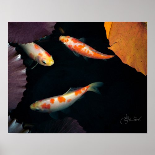 Three koi in water lily pond poster