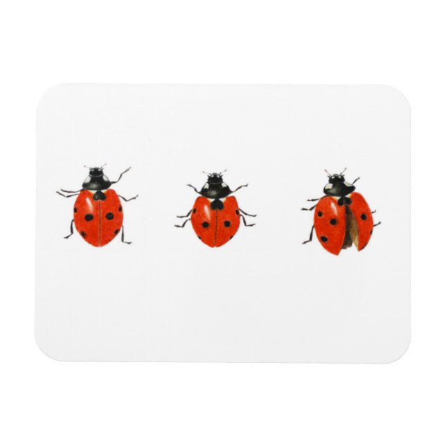 Three ladybirds 2013 magnet (Horizontal)