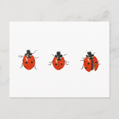 Three ladybirds 2013 postcard