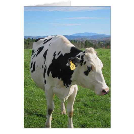 Three Legged Cow 5x7 Cards (Front)
