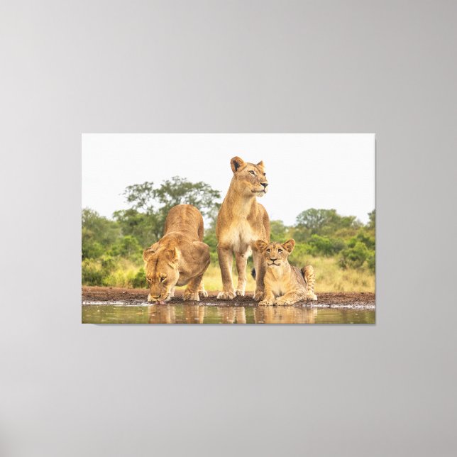 Three Lions Drinking Canvas Print (Front)