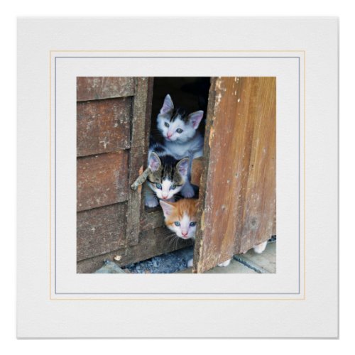 Three Little Kittens Photographic Glossy Poster