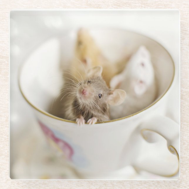 Three Little Mice Glass Coaster (Front)