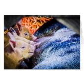 Three Little Pigs (Front Horizontal)