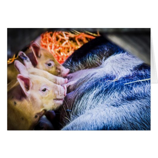 Three Little Pigs (Front Horizontal)