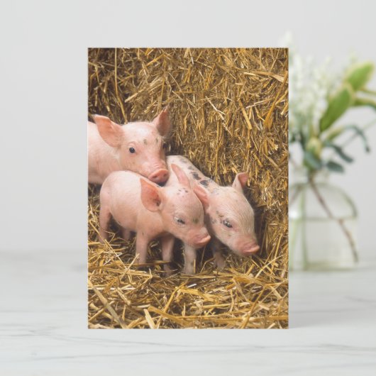 Three Little Pigs (Standing Front)