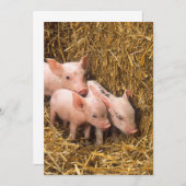 Three Little Pigs (Front/Back)