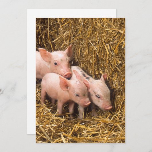 Three Little Pigs (Front/Back)