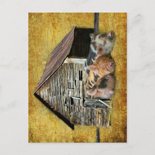 Three Little Pigs At The Rustic Barn Snoozing Postcard